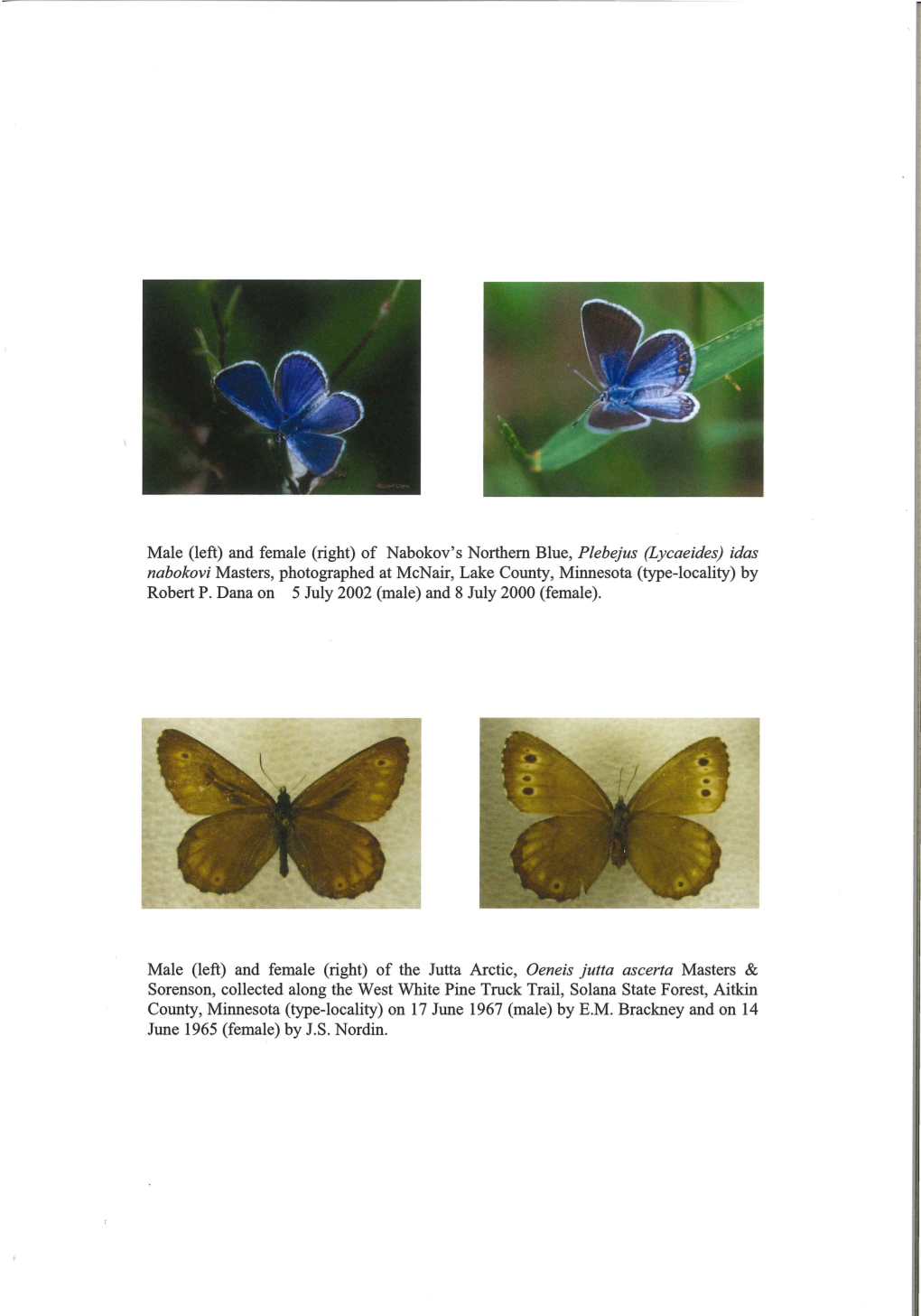 AN UPDATED, ANNOTATED CHECKLIST of MINNESOTA BUTTERFLIES by Ronald L