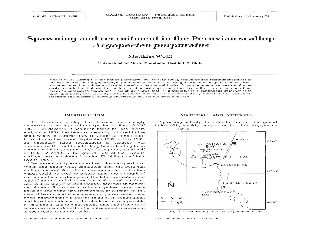 Argopecten Purpuratus