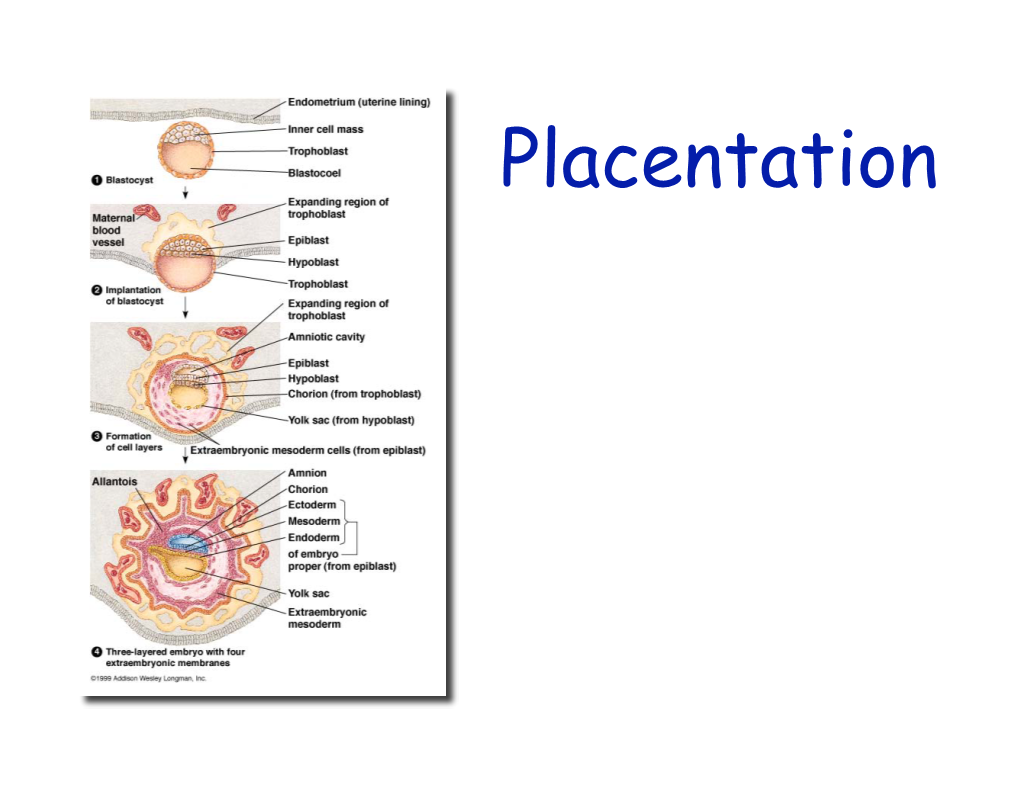 18. Placentation 2008