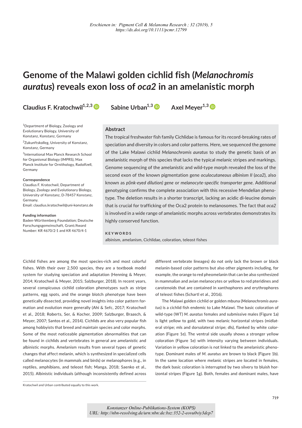 Genome of the Malawi Golden Cichlid Fish (Melanochromis Auratus) Reveals Exon Loss of Oca2 in an Amelanistic Morph