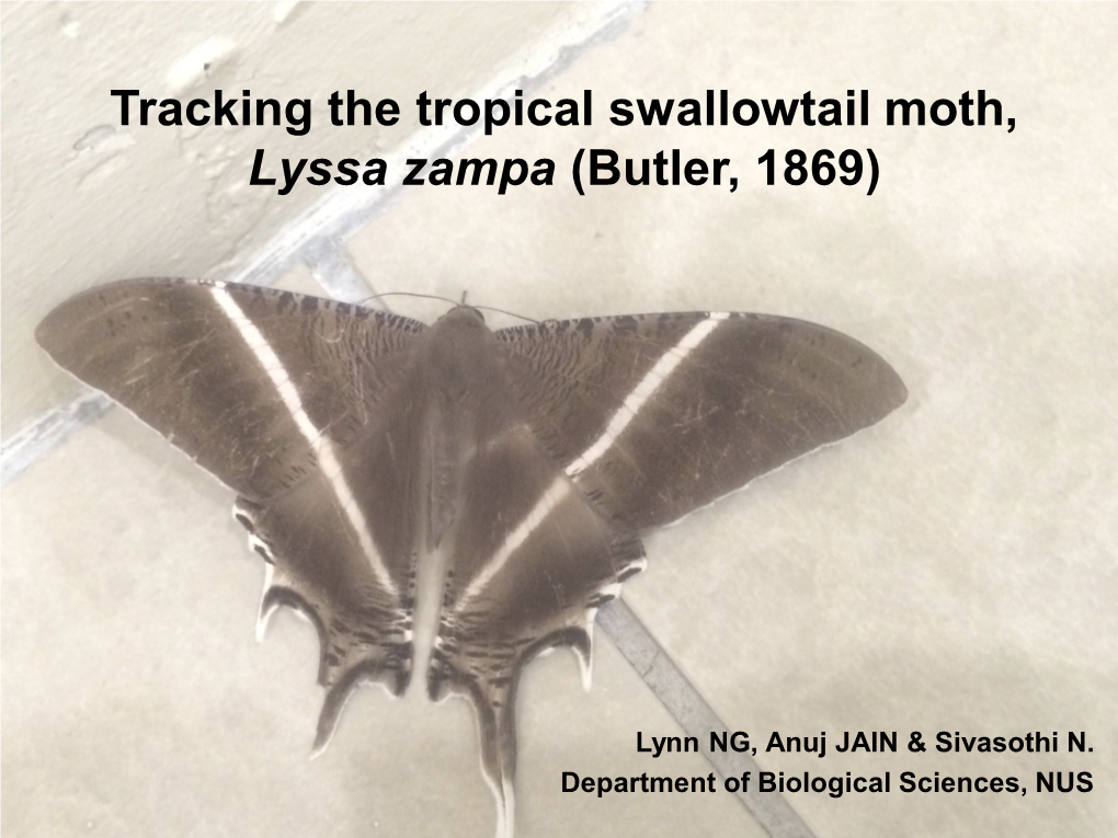 Citizen Science Contributions to Tracking the Seasonal Abundance of the Tropical Swallowtail Moth (Lyssa Zampa) (Butler, 1869)