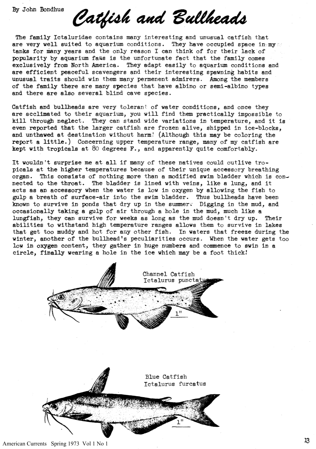 Catfish-And-Bullheads.Pdf