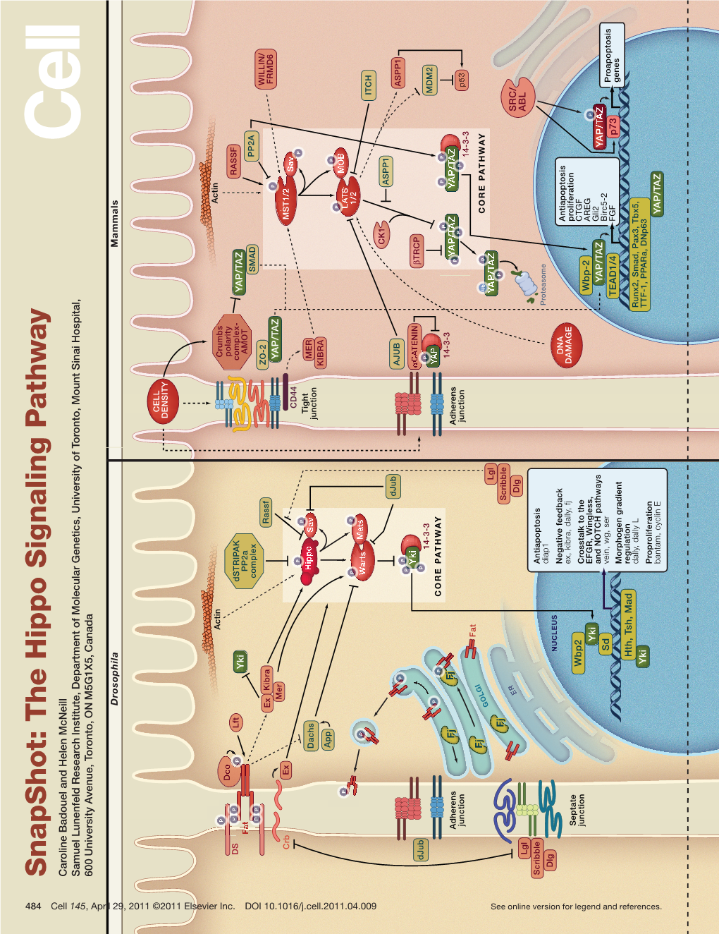 Snapshot: the Hippo Signaling Pathway