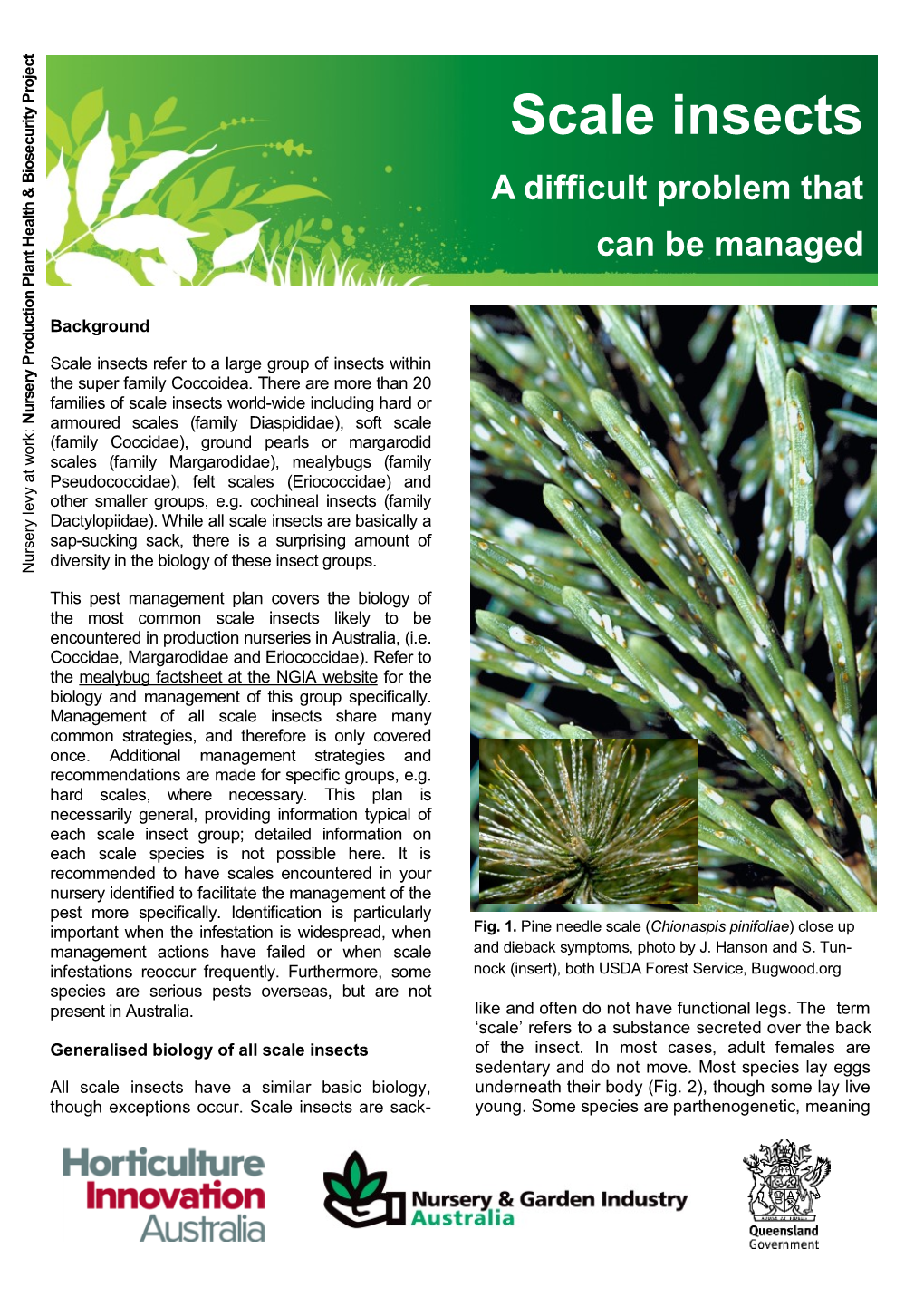 Scale Insects Are Basicallya Cochineal Smaller Groups,Other E.G