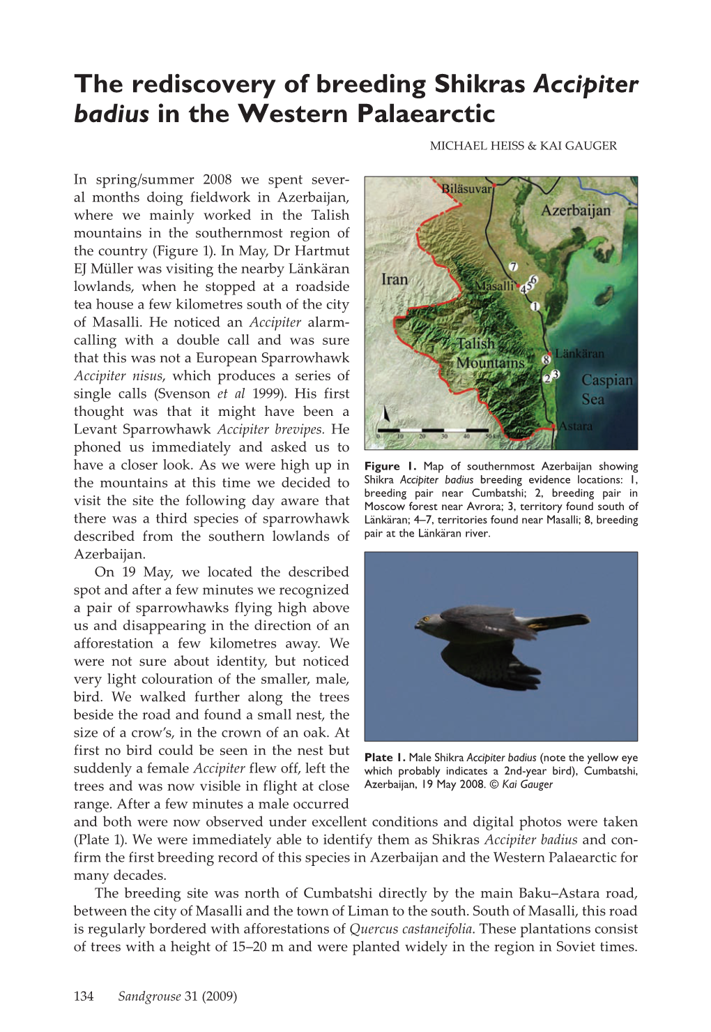 The Rediscovery of Breeding Shikras Accipiter Badius in the Western Palaearctic Michael Heiss & Kai Gauger