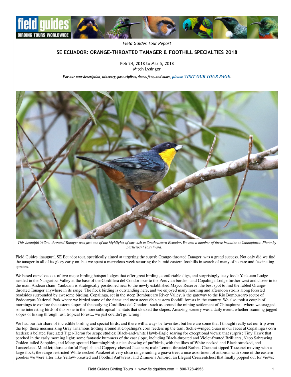 Se Ecuador: Orange‑Throated Tanager & Foothill Specialties 2018
