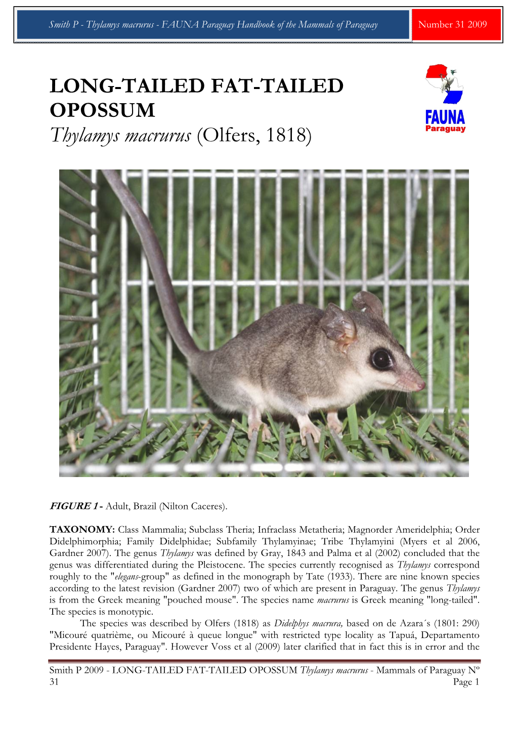 LONG-TAILED FAT-TAILED OPOSSUM Thylamys Macrurus (Olfers, 1818)