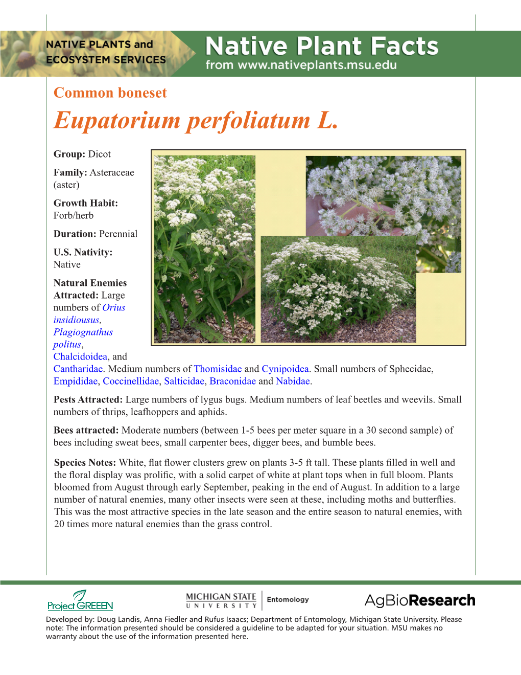 Eupatorium Perfoliatum L