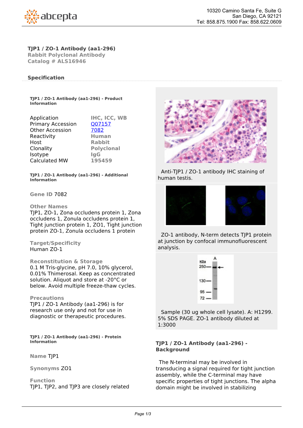 TJP1 / ZO-1 Antibody (Aa1-296) Rabbit Polyclonal Antibody Catalog # ALS16946