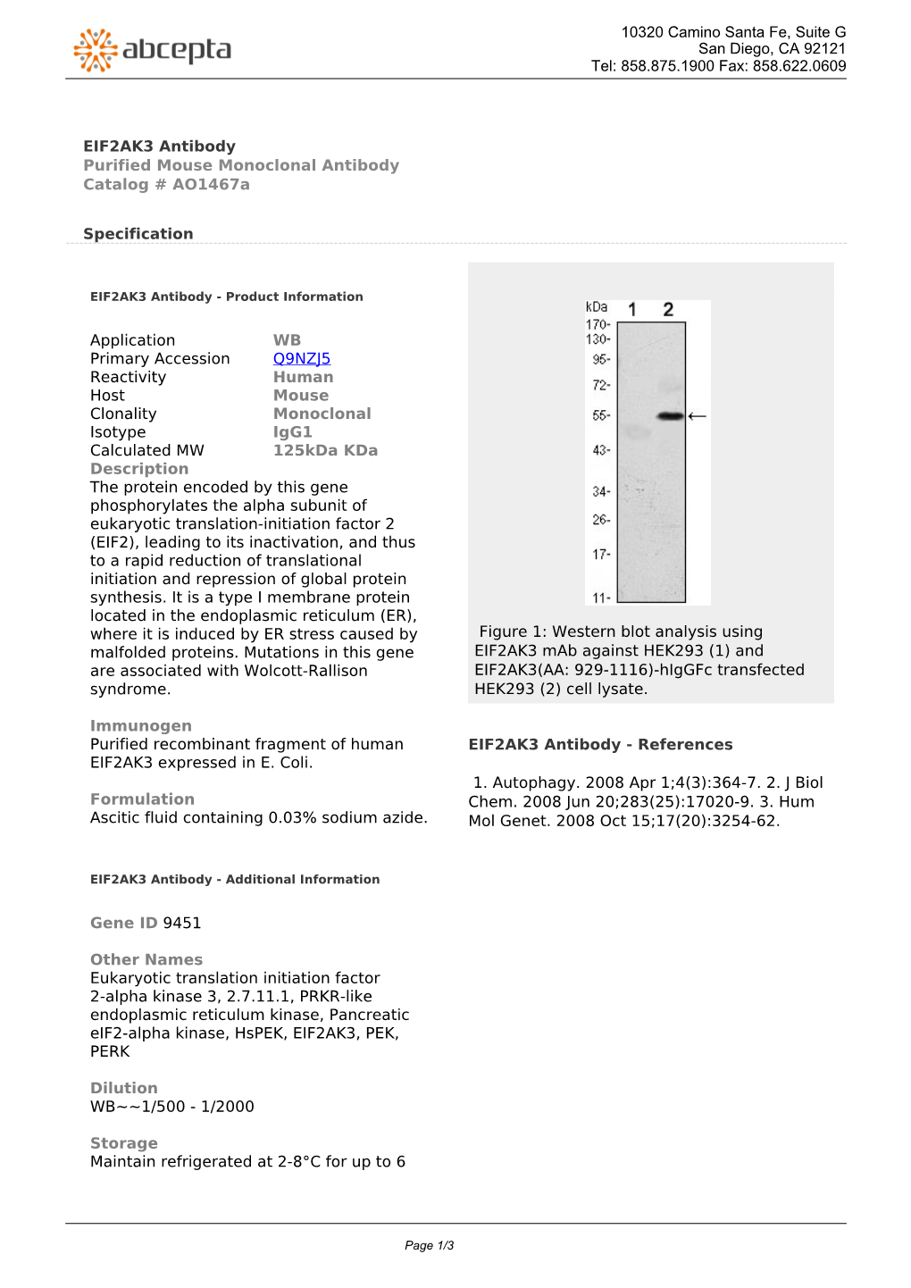 EIF2AK3 Antibody Purified Mouse Monoclonal Antibody Catalog # Ao1467a