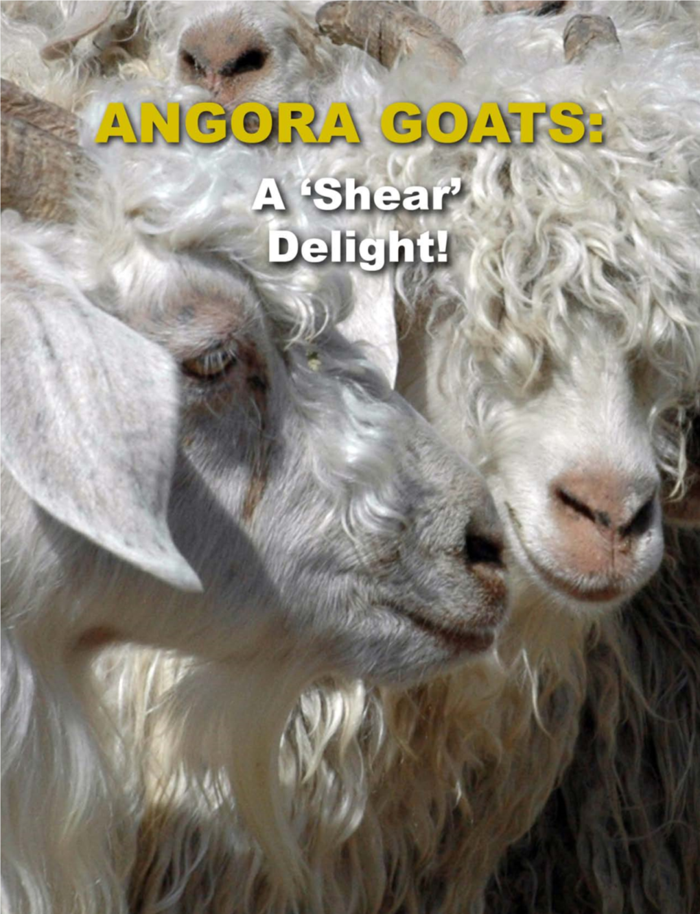 ANGORA GOATS: a ‘Shear’ Delight! Protect Your Angoras from the Elements