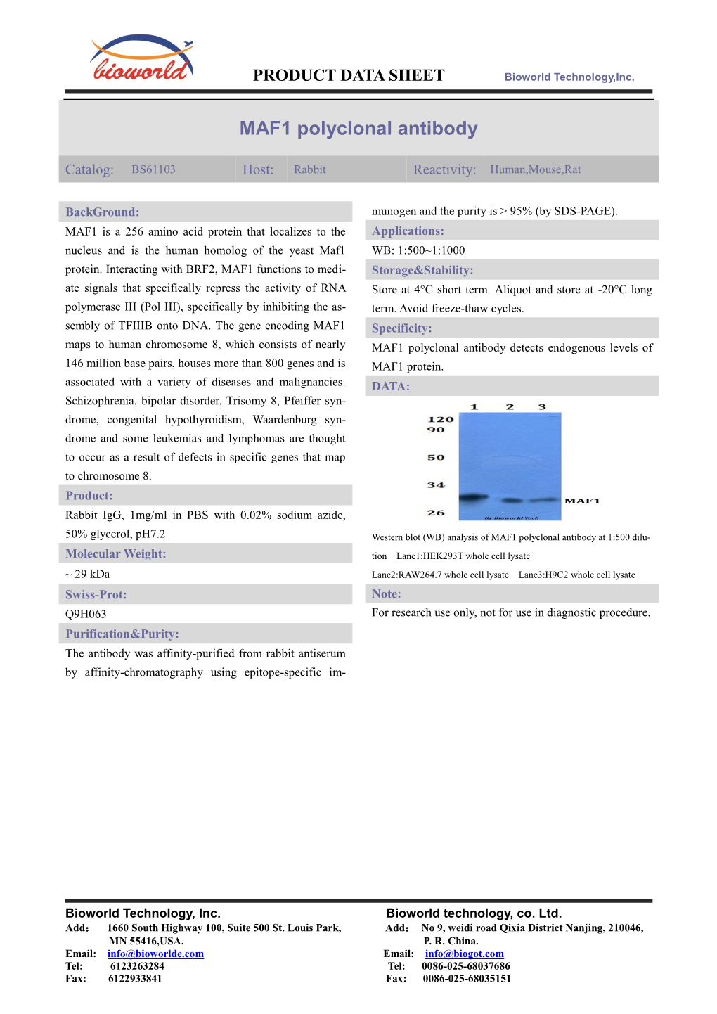 MAF1 Polyclonal Antibody