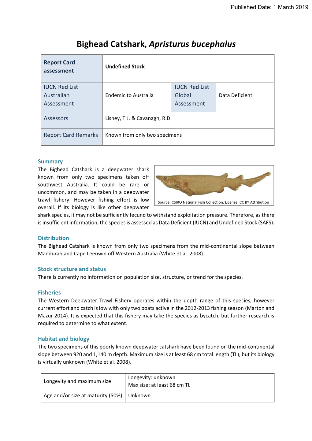 Bighead Catshark, Apristurus Bucephalus