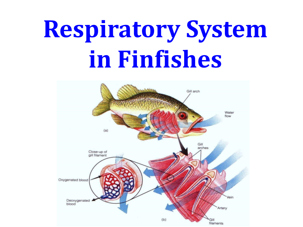 Respiratory System in Finfishes