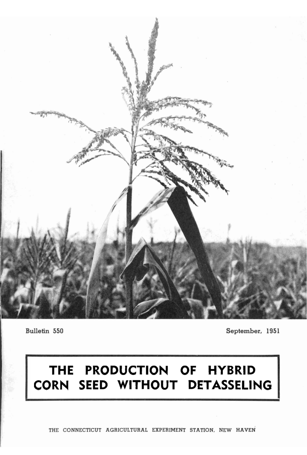 THE PRODUCTION of HYBRID CORN SEED WITHOUT DETASSELING the Cover Picture Shows Normal Tassel Shortly After Maximum Pollen Shedding
