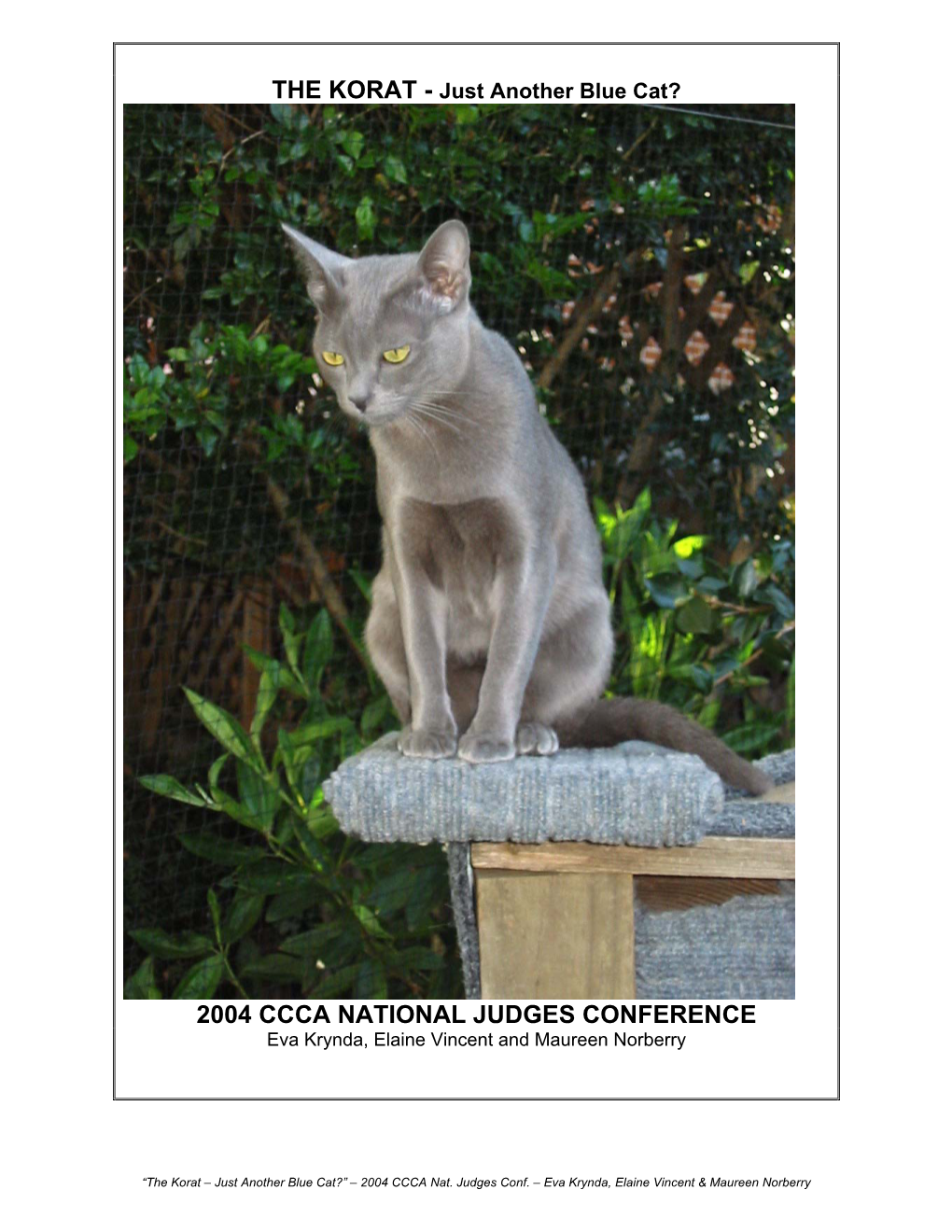 THE KORAT - Just Another Blue Cat?