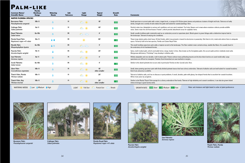 Palm-Like Cycad Has Stiff Dark Green Foliage and Is Used As an Accent Shrub