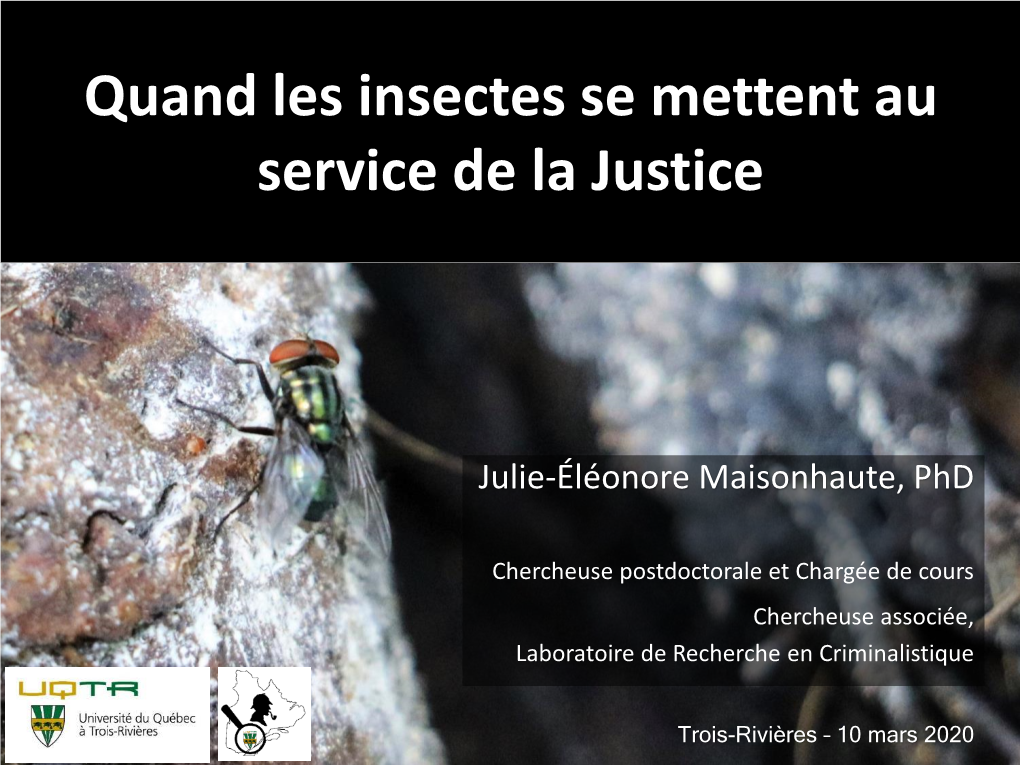 Quand Les Insectes Se Mettent Au Service De La Justice