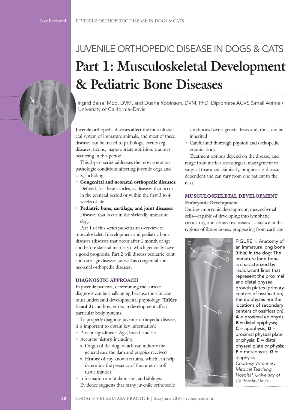 Part 1: Musculoskeletal Development & Pediatric Bone Diseases