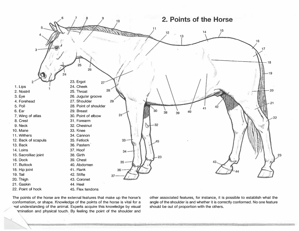 Horse Packet