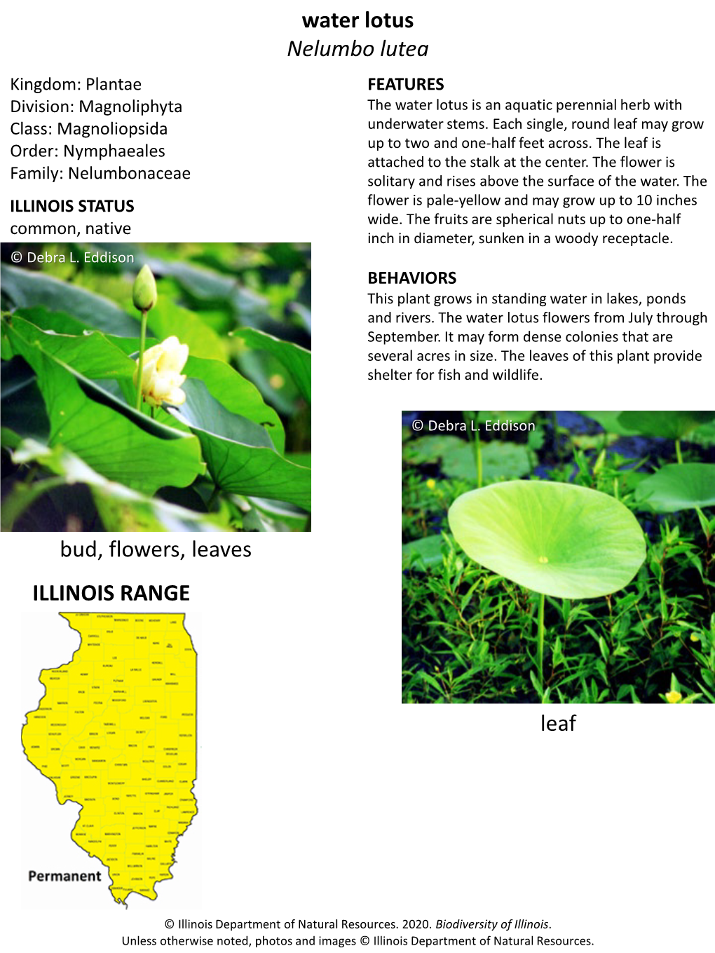 Water Lotus Nelumbo Lutea Bud, Flowers, Leaves Leaf ILLINOIS RANGE