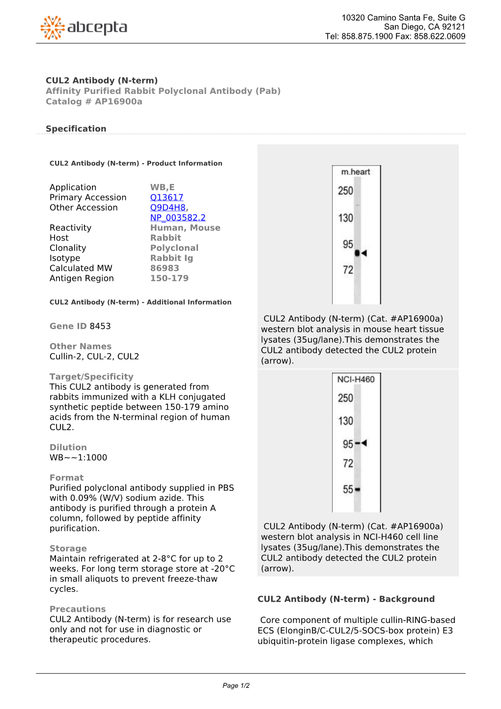 CUL2 Antibody (N-Term) Affinity Purified Rabbit Polyclonal Antibody (Pab) Catalog # Ap16900a