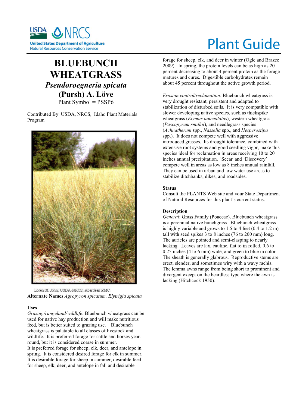 Bluebunch Wheatgrass (Pseudoroegneria Spicata) Plant