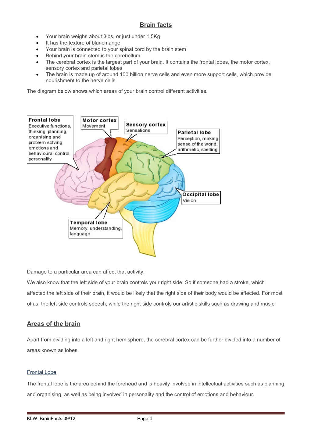 Your Brain Weighs About 3Lbs, Or Just Under 1.5Kg