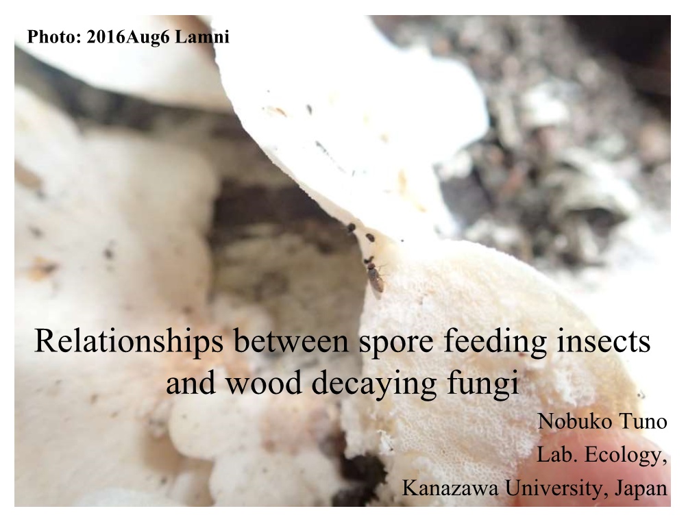 Relationships Between Spore Feeding Insects and Wood Decaying Fungi Nobuko Tuno Lab