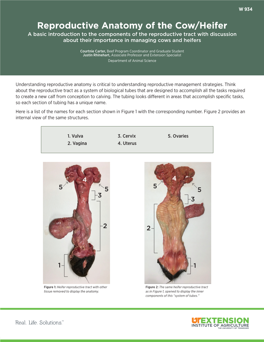 W 934 Reproductive Anatomy of the Cow Heifer