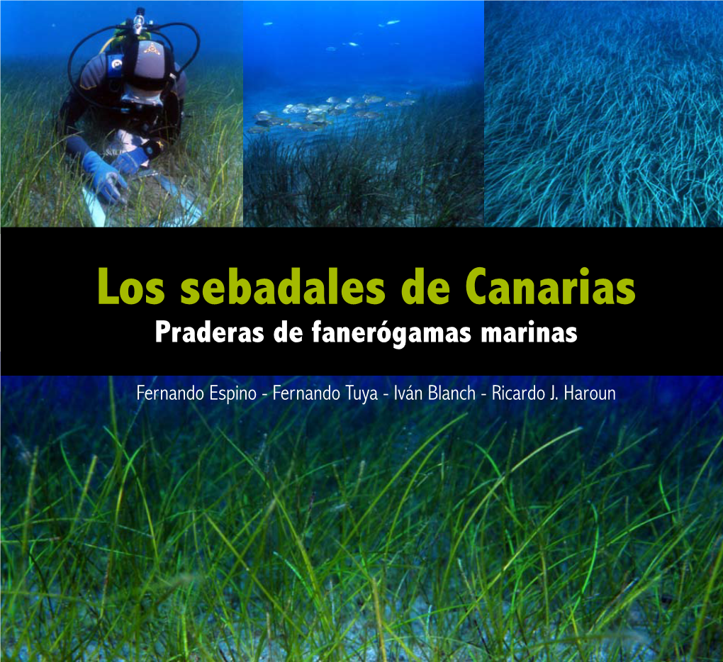 Los Sebadales De Canarias Praderas De Fanerógamas Marinas