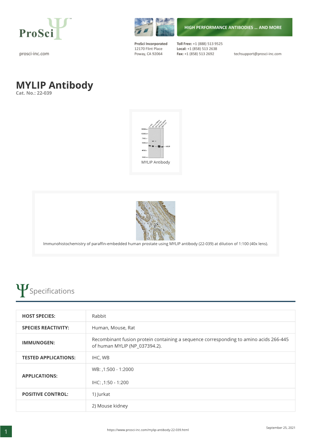 MYLIP Antibody Cat