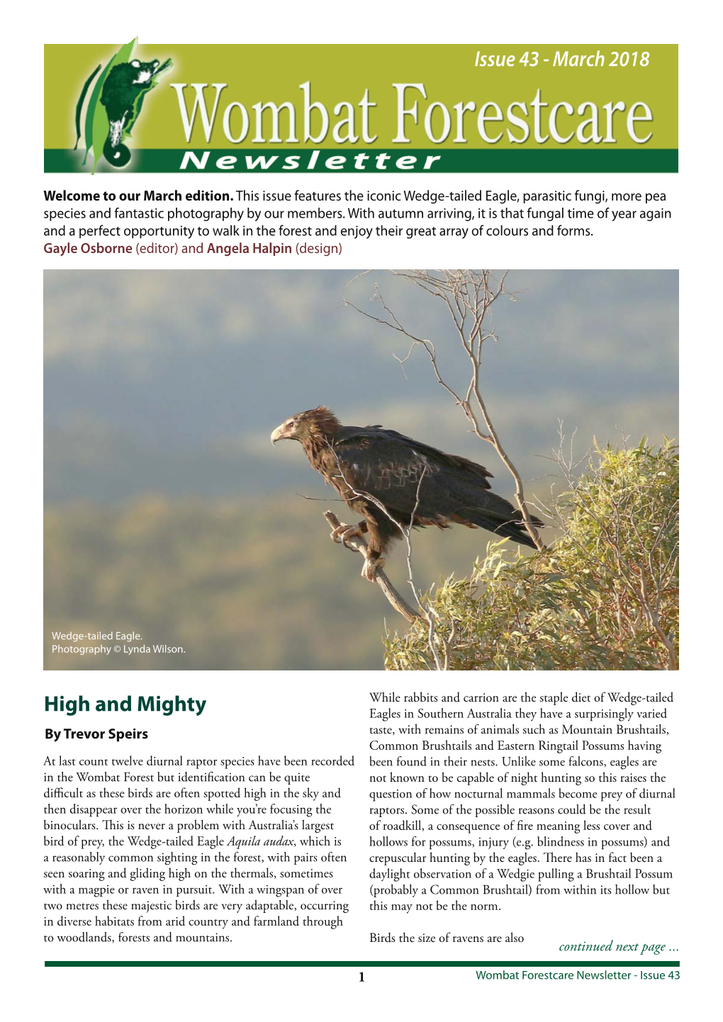 Wombat Forestcare Newsletter - Issue 43 Massive Stick Nest with Young Wedge-Tailed Eagle