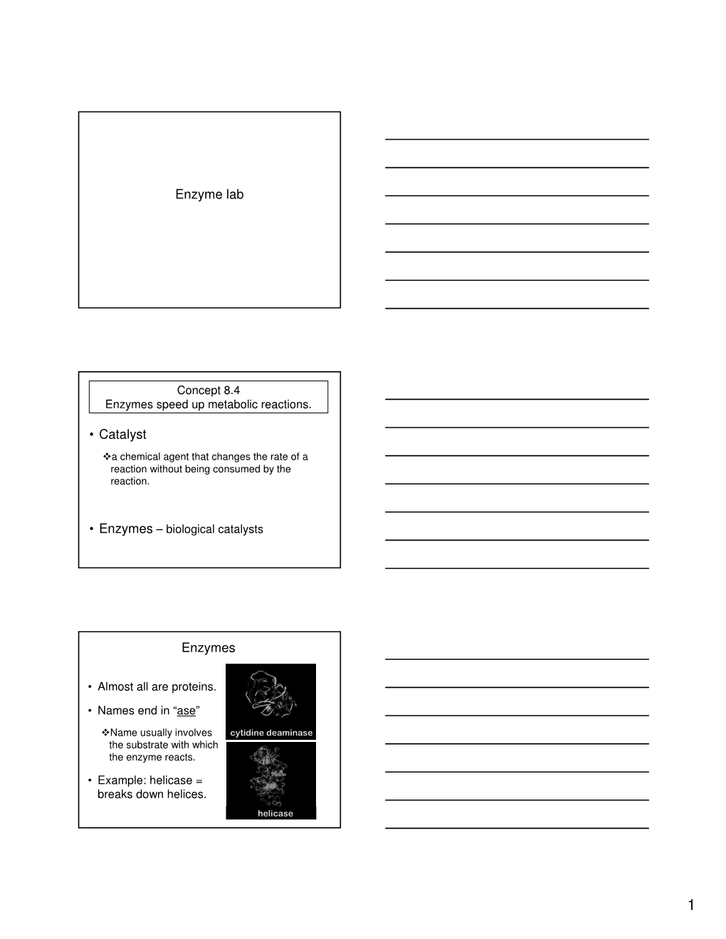 Enzyme Lab.Pdf