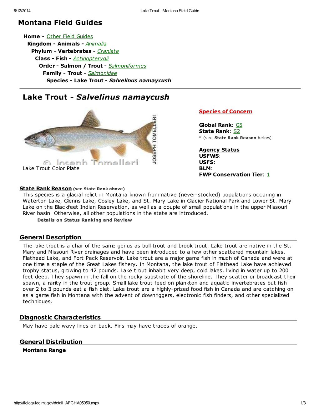 Lake Trout - Montana Field Guide Montana Field Guides