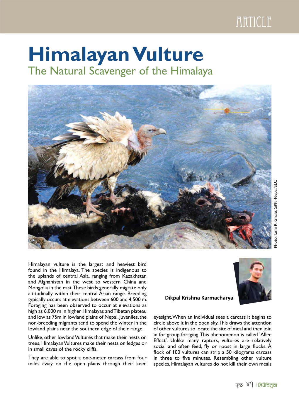 Himalayan Vulture the Natural Scavenger of the Himalaya Photo: Tashi R