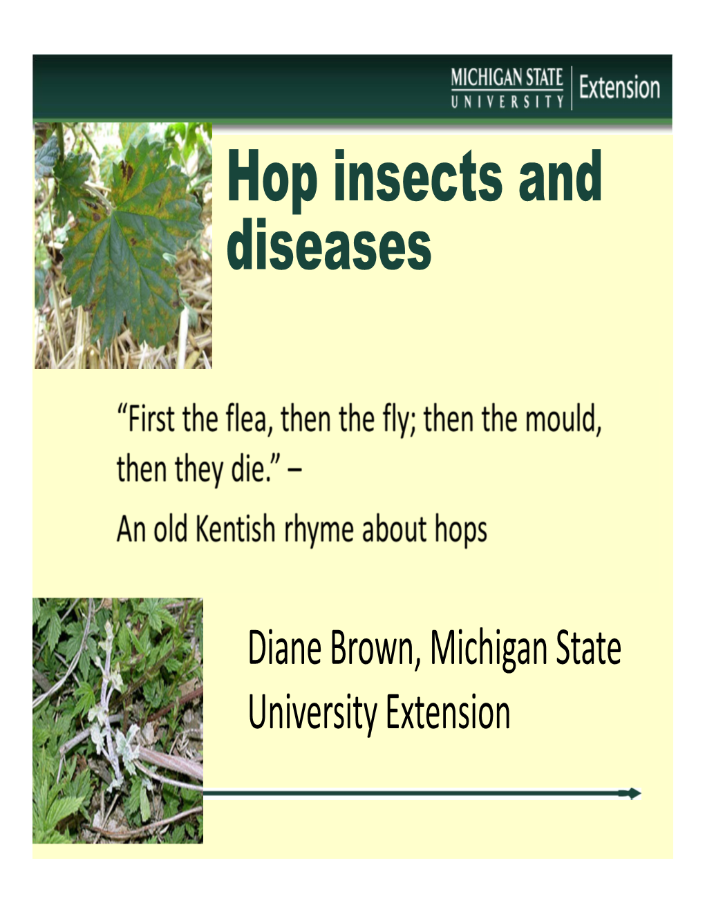 Hop Insects and Diseases