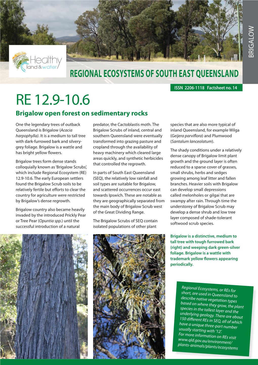 RE 12.9-10.6 Brigalow Open Forest on Sedimentary Rocks