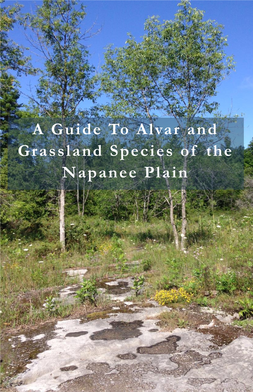 A Guide to Alvar and Grassland Species of the Napanee Plain