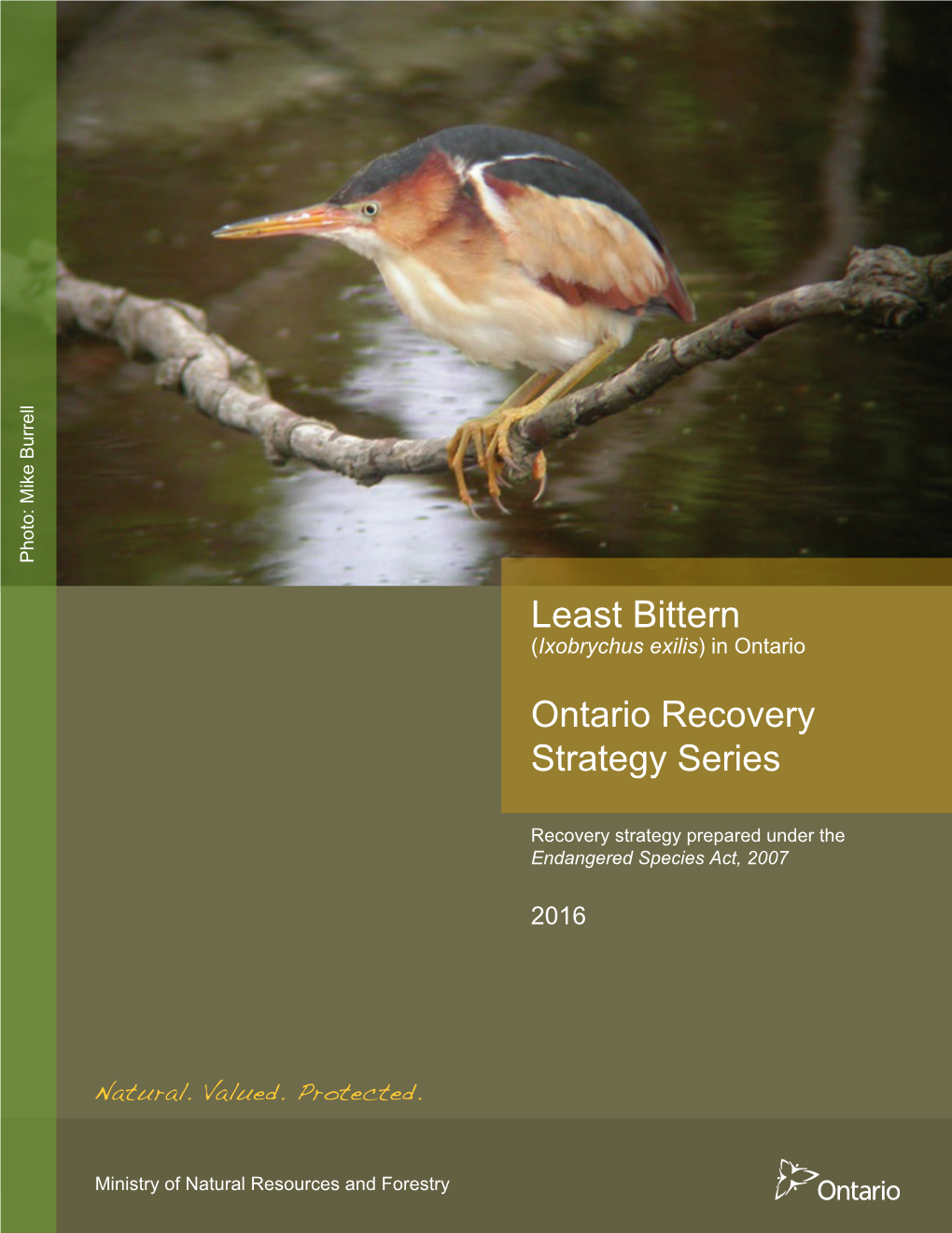 Least Bittern (Ixobrychus Exilis) in Ontario