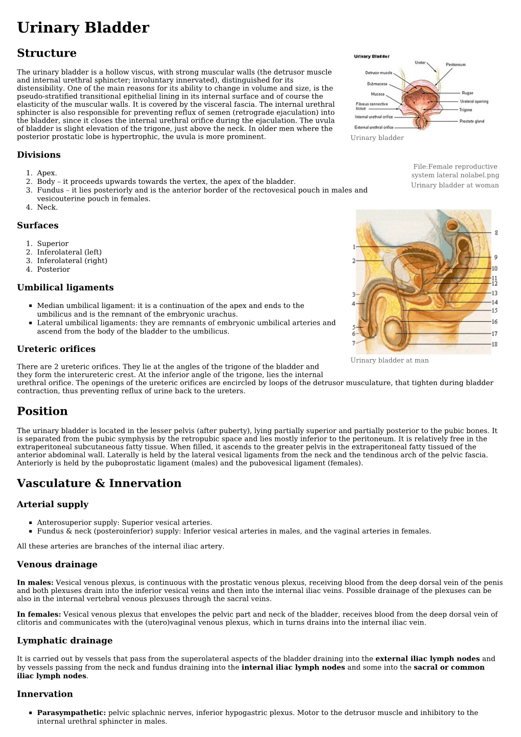 Urinary Bladder