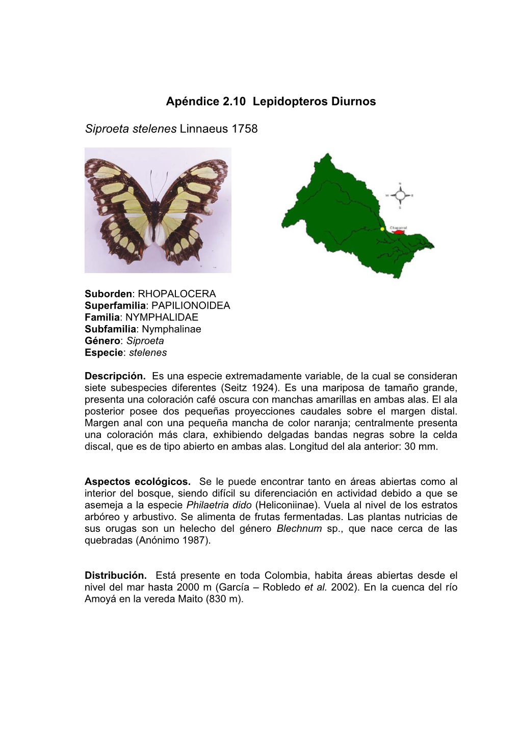 Apéndice 2.10 Lepidopteros Diurnos Siproeta Stelenes Linnaeus 1758