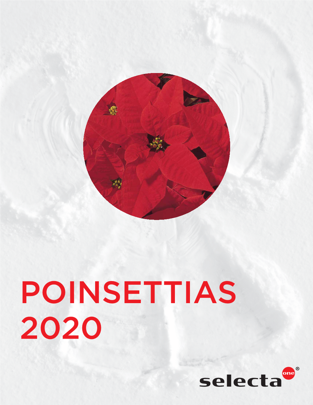 Poinsettias 2020 Selected for Success