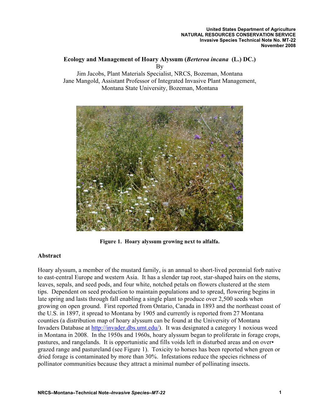 Ecology and Management of Hoary Alyssum