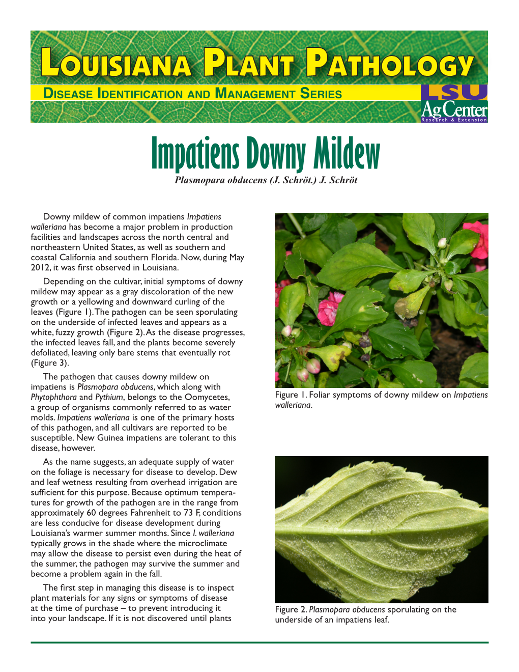 Impatiens Downy Mildew Plasmopara Obducens (J