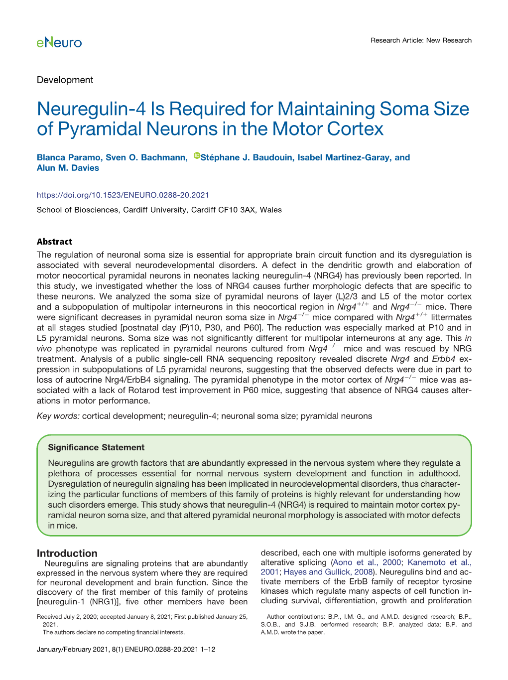 Neuregulin-4 Is Required for Maintaining Soma Size of Pyramidal Neurons in the Motor Cortex