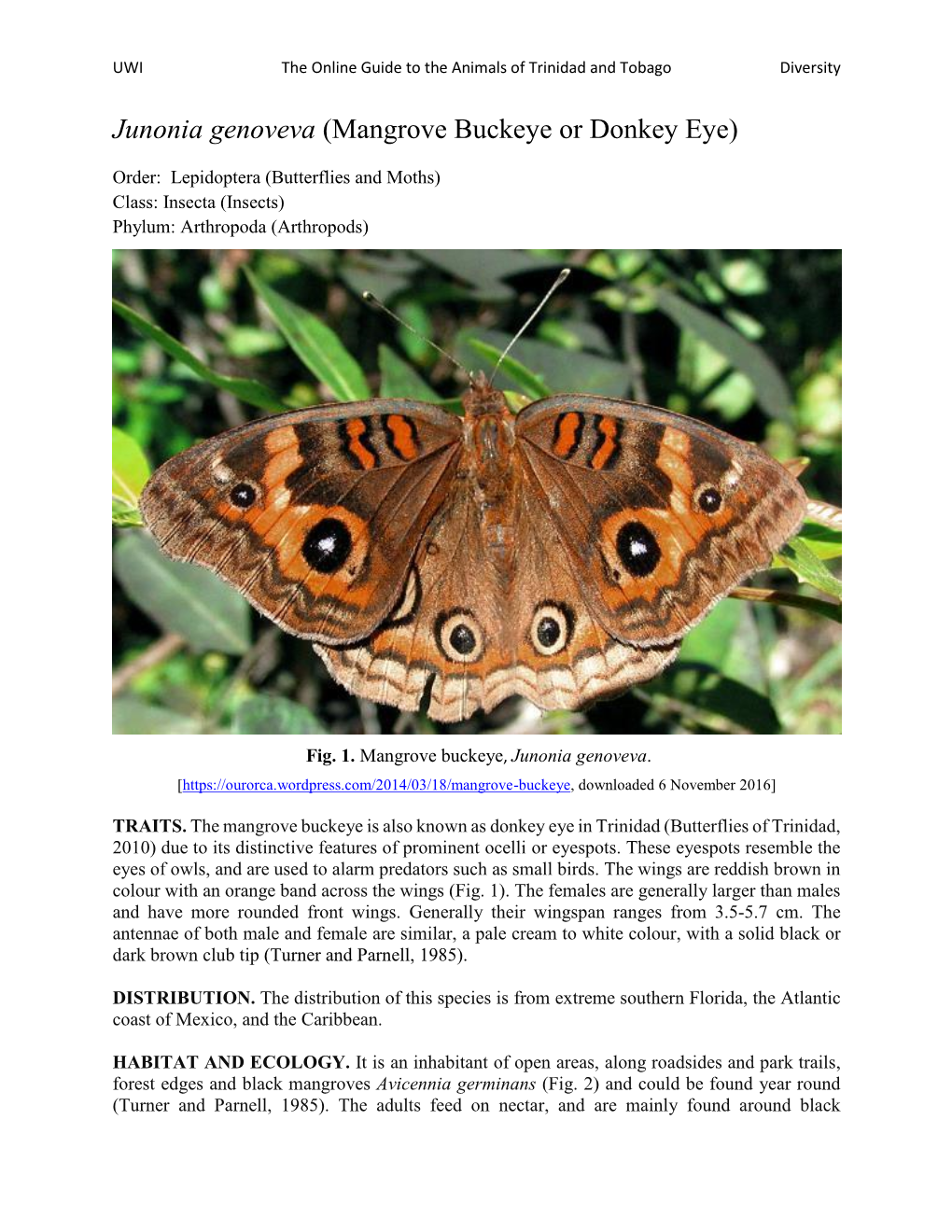 Junonia Genoveva (Mangrove Buckeye Or Donkey Eye)