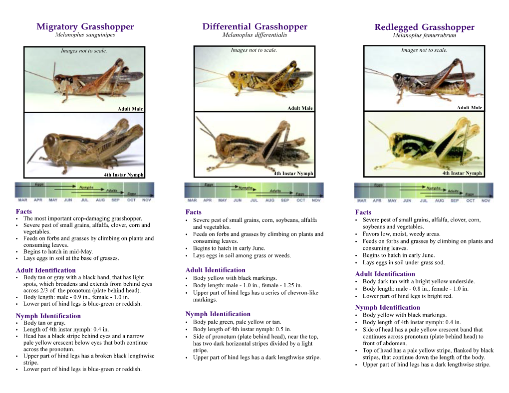 Grasshopper Identification Guide for Cropland Grasshoppers Summer Feeding Species