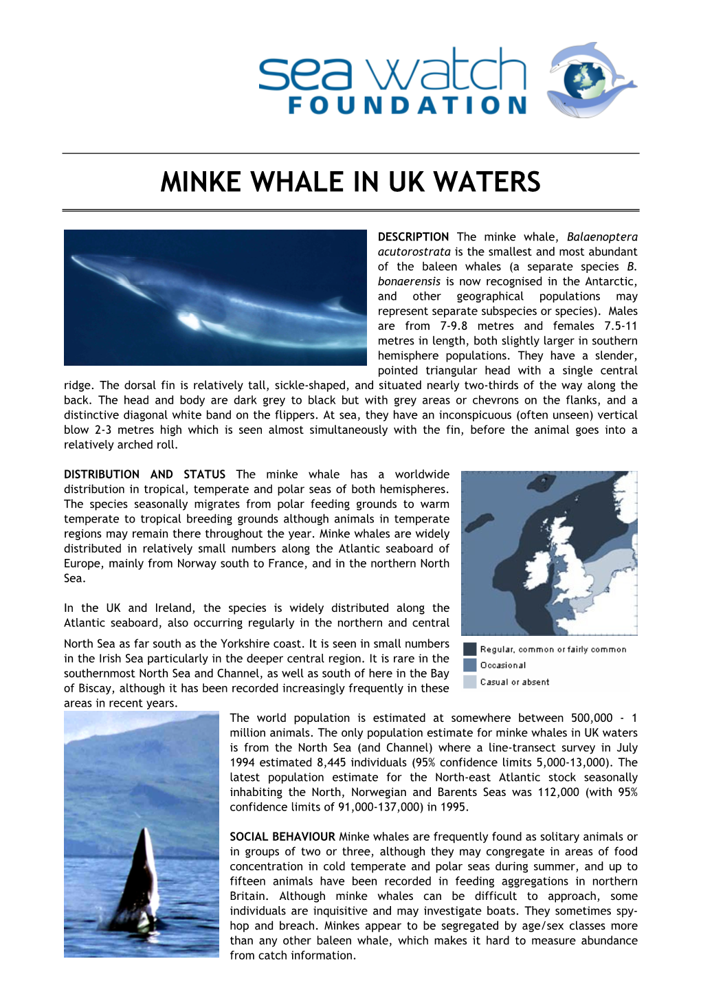 Minke Whale in Uk Waters