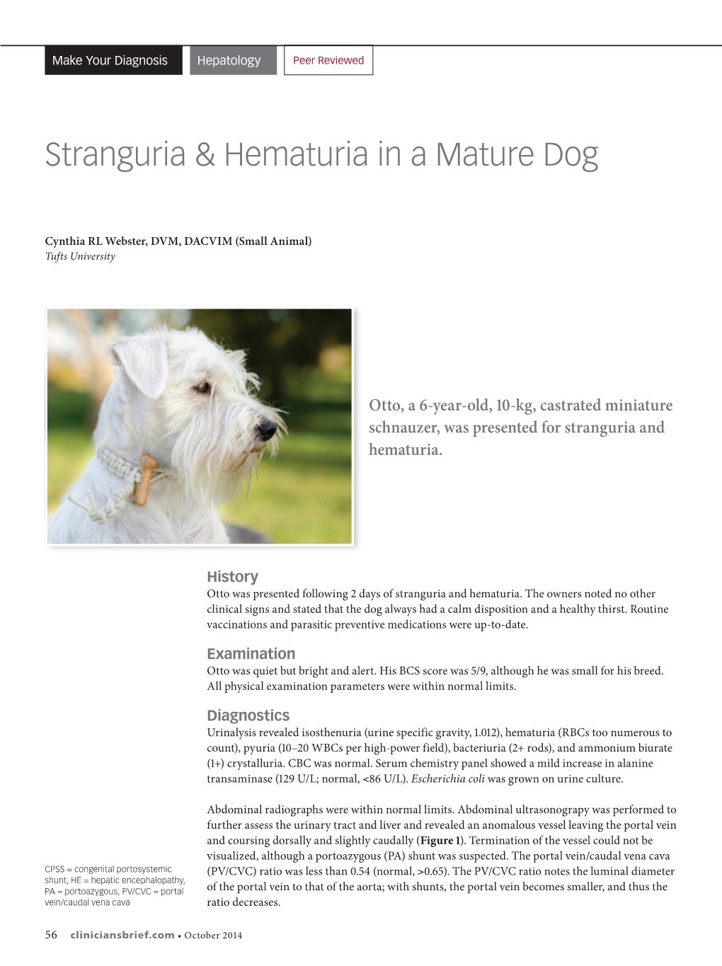 Stranguria & Hematuria in a Mature